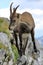 Wild alpine ibex - steinbock portrait