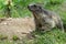 Wild Alpine marmots, Saas-Fee, Switzerland, Europe