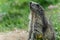 Wild Alpine marmots, Saas-Fee, Switzerland, Europe