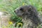 Wild Alpine marmots, Saas-Fee, Switzerland, Europe