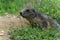 Wild Alpine marmots, Saas-Fee, Switzerland, Europe