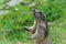 Wild Alpine marmots, Saas-Fee, Switzerland, Europe