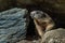 Wild Alpine marmots, Saas-Fee, Switzerland, Europe