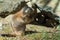 Wild Alpine marmots, Saas-Fee, Switzerland, Europe