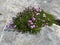 Wild alpine summer flowers on pastures along Lakes Melchsee and Tannensee in the Uri Alps mountain massif, Melchtal - Switzerland