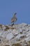 Wild Alps, fine art portrait of the rock ptarmigan male, Lagopus muta