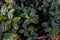 Wild Aluminum plant (Pilea cadierei or watermelon pilea) is growing near a small river in the garden