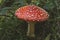 Wild amanita muscaria