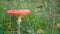Wild amanita muscaria fly agaric mushroom in full bloom