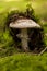 Wild amanita mushroom in a forest