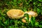 Wild Amanita rubescens mushrooms or Blusher Mushroom on Tod Mountain