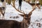 Wild amazing fallow deer standing in its natural enclosure in the garden of medieval Castle Blatna  forest in winter sunny day  A