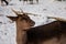 Wild amazing fallow deer standing in its natural enclosure in the garden of medieval Castle Blatna  forest in winter sunny day  A