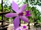 Wild Amazon Purple Orchid Cattleya violacea in rain forest