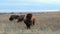 Wild American bison, Bison bison, with a cow among several animals