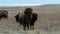 Wild American bison, Bison bison, with one cow with two calves close behind