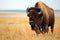 Wild American bison bull standing in grassy prairie