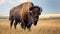 Wild American bison bull standing in grassy prairie