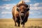 Wild American bison bull standing in grassy prairie. Generative AI