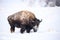 Wild American Bison covered in snow