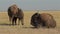 Wild American Bison Family