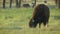 Wild American Bison Grazing in a Meadow
