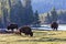 Wild American Bison at Sunrise