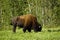 Wild american bison in Yukon