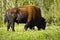 Wild american bison in Yukon