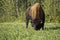 Wild american bison in Yukon