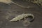 Wild American Crocodile Crocodylus acutus in a river sand bank. Dangerous reptile in muddy waters of Tarcoles, Carara National