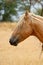 Wild American mustang horse profile headshot closeup