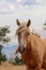 Wild American mustang horse in the Sierra Nevada desert