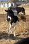 Wild American mustang horses Paint Horse yearling