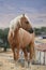 Wild American mustang Palomino cross horse Sierra Nevadas