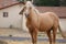 Wild American mustang stallion Palomino cross