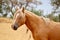 Wild American Palomino Stallion