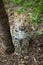 Wild amur leopard in open-air cage