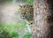 Wild amur leopard in open-air cage