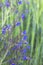 Wild anchusa azurea blue flowers