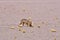 Wild Andean Fox in Atacama Desert Chile South America