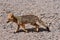 Wild Andean Fox in Atacama Desert Chile South America
