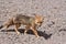 Wild Andean Fox in Atacama Desert Chile South America