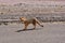 Wild Andean Fox on Road in Atacama Desert Chile South America