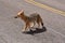 Wild Andean Fox on Road in Atacama Desert Chile South America