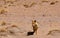 Wild andean fox in the Uyuni desert, Bolivia