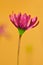 Wild Anemone flower, in full bloom