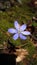 The wild Anemone or liverwort, the protected rare medicinal plant and forest flower in the swiss alps