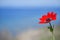 wild anemone with soft blue background