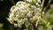 Wild angelica, Angelica sylvestris, medicinal plant
